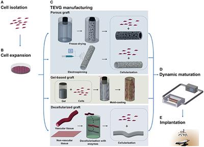 Current Strategies for the Manufacture of Small Size Tissue Engineering Vascular Grafts